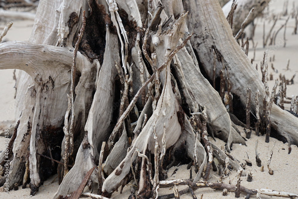 Weathered trunk and roots of a dead tree on the sandy beach Weathered trunk and roots of a dead tree on the sandy beach