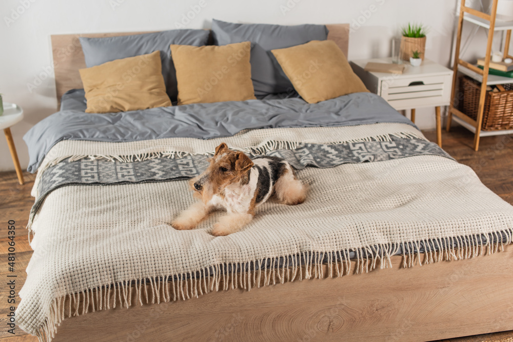 curly wirehaired fox terrier lying on blanket in bedroom. curly wirehaired fox terrier lying on blanket in bedroom.