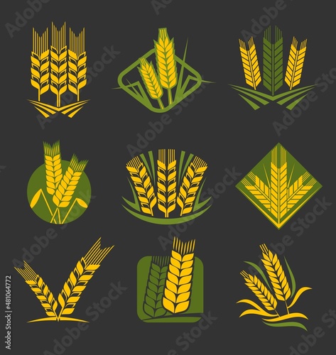 Cereal ears and spikes. Wheat, rye, barley, rice and millet stalk vector icons. Yellow and green spikelets of cereal plants with ripe grains and seeds, leaves and awns, bakery, mill and agriculture