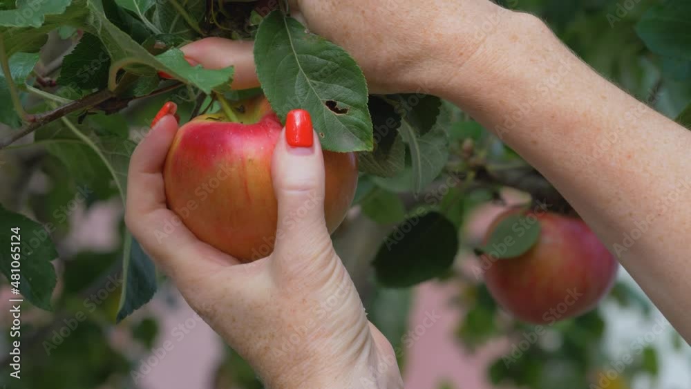 Unrecognizable farmer's hand harvest red apple on tree in garden on farm. Background of green leaves on sunny day