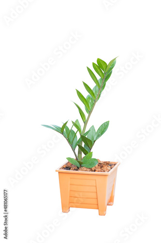 Zamioculcas zamifolia, Zanzibar gem, aroid palm , arum fern with clipping path isolated on white background, Pot plant with clipping path
