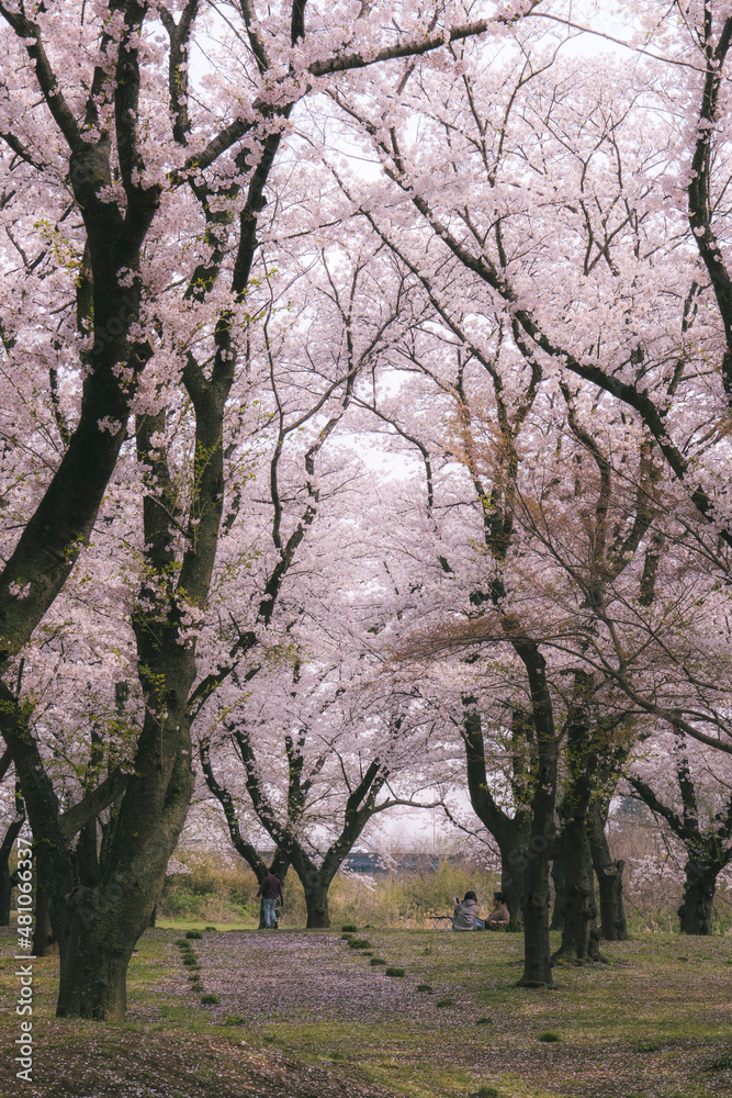 spring in the park