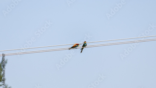 Two Golden Bee-eaters (Merops apiaster) sitting on wires, one holding an insect in its beak