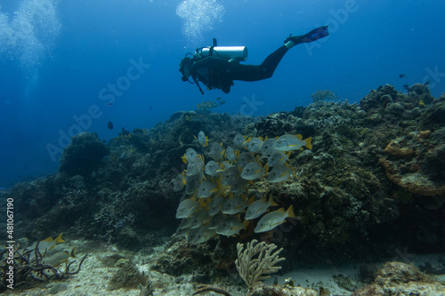 diver scuba diving around the coral reef and a school of fish