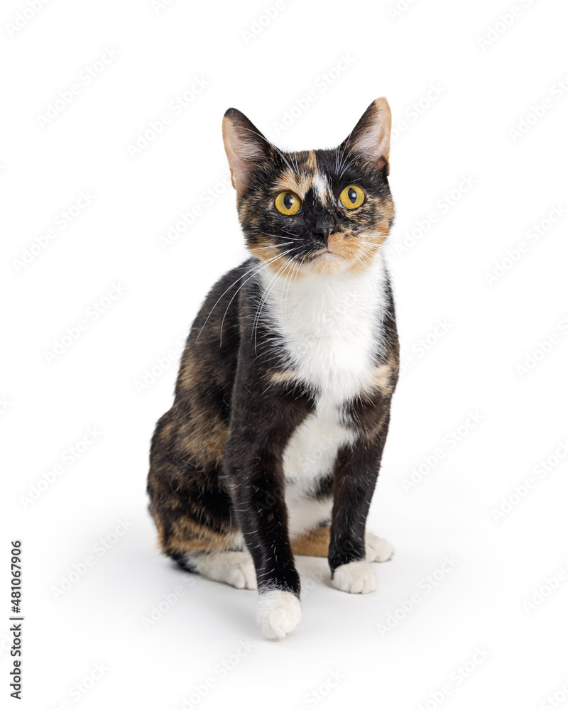 Young Calico Domestic Pet Cat