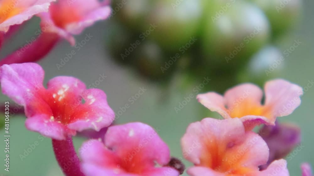 Defocus Group of green berries hanging from a branch with colorful red and yellow flowers Defocus Group of green berries hanging from a branch with colorful red and yellow flowers