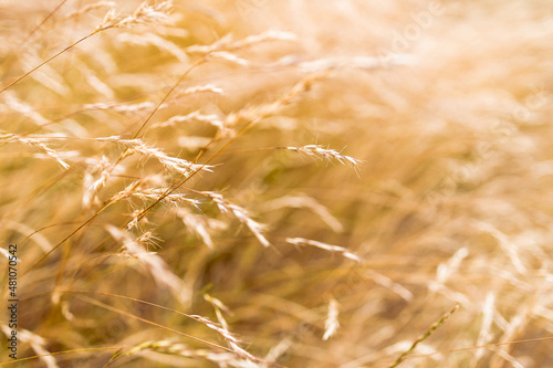 close-up of golden wheatgrass plant outdoor in sunny meadow