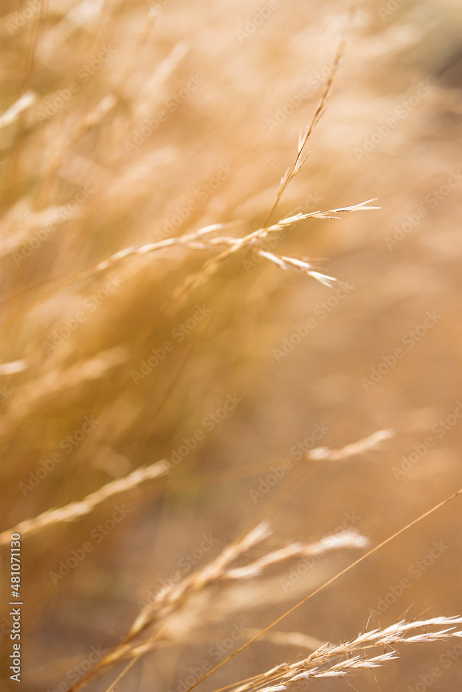 Obraz premium close-up of golden wheatgrass plant outdoor in sunny meadow