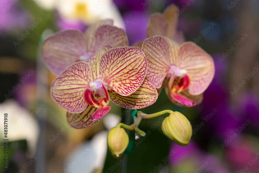 Close-up of Phalaenopsis orchid, a bouquet of hybrid yellow flowers with red stripes blooming in the soft morning sunlight. Close-up of Phalaenopsis orchid, a bouquet of hybrid yellow flowers with red stripes blooming in the soft morning sunlight.