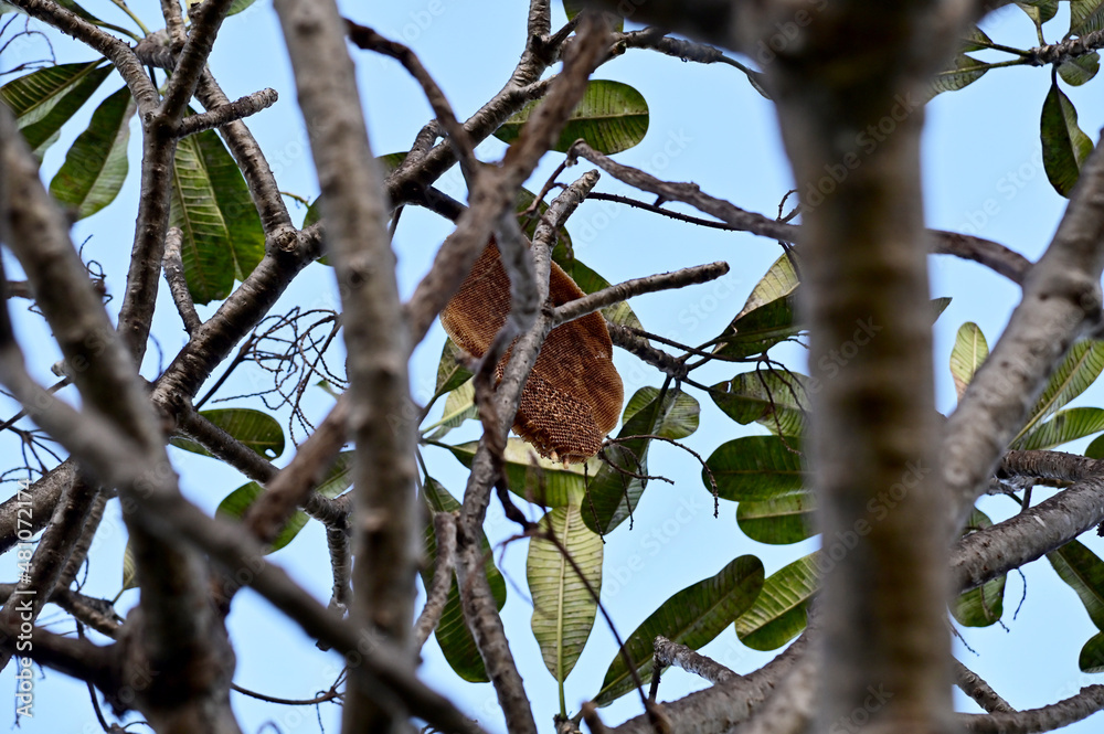 Large honeycomb Next to a branch on a tall tree with nature background. Large honeycomb Next to a branch on a tall tree with nature background.