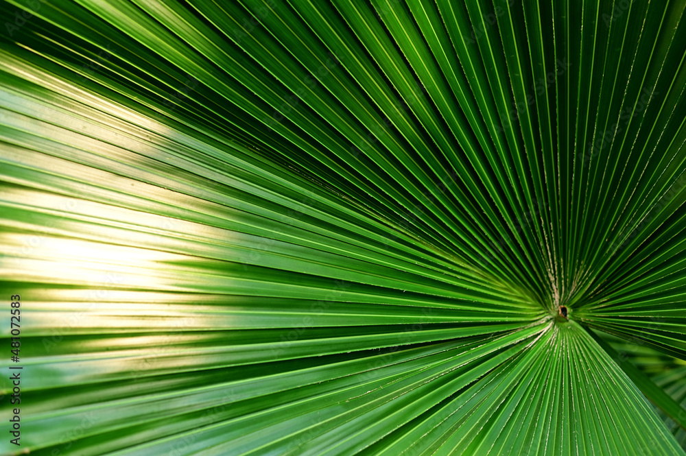 Close-up of Nature view of green leaves on blurred greenery background in forest. Focus on leaf and shallow depth of field.