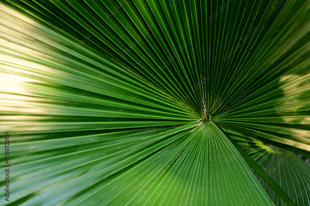Close-up of Nature view of green leaves on blurred greenery background in forest. Focus on leaf and shallow depth of field. Close-up of Nature view of green leaves on blurred greenery background in forest. Focus on leaf and shallow depth of field.