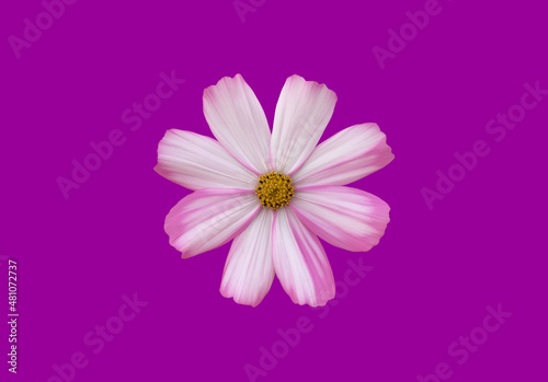 Isolated pink and white cosmos flower with clipping paths.