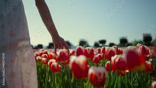 Unrecognizable woman hand touching red tulips. Woman walking through tulip field