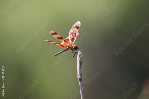 Valokuvatapetti dragonfly