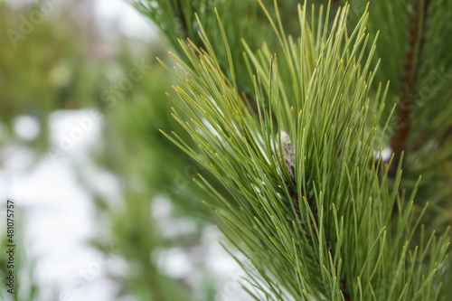 Pine tree branch on winter day, closeup