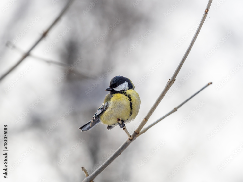 Fototapeta premium Cute bird Great tit, songbird sitting on a branch without leaves in the autumn or winter.