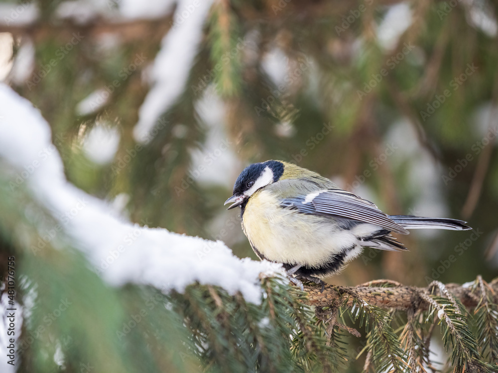 Cute bird Great tit, songbird sitting on the fir branch with snow in winter Cute bird Great tit, songbird sitting on the fir branch with snow in winter