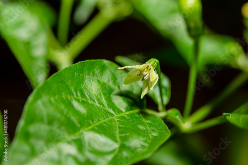 Peppers that are starting to bloom © saodaeng