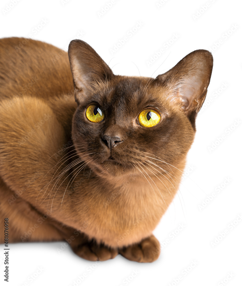 Head portrait of burmese domestic purebred short hair cat of chocolate brown color sitting and looking sideways with yellow eyes, whiskers and ears isolated on white background