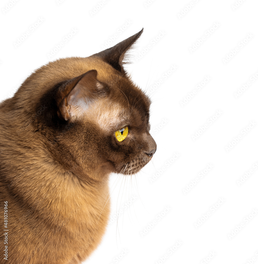 Head profile portrait of burmese domestic purebred cat of chocolate brown color with yellow eyes looking sideways, attentive ears and whiskers isolated on white background