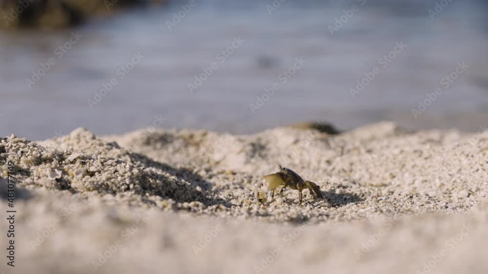 A single brown crab walking sideways slowly along a coarse sandy beach seashore on a sunny day towards the ocean. A single brown crab walking sideways slowly along a coarse sandy beach seashore on a sunny day towards the ocean.
