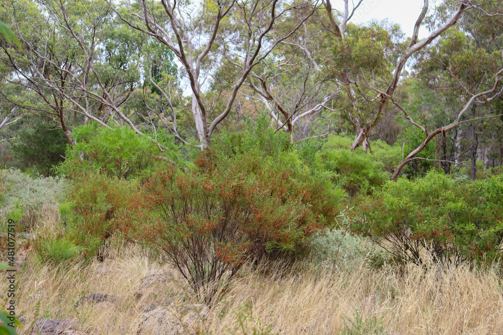 bush landscape with eucalyptus trees and dry grasses bush landscape with eucalyptus trees and dry grasses