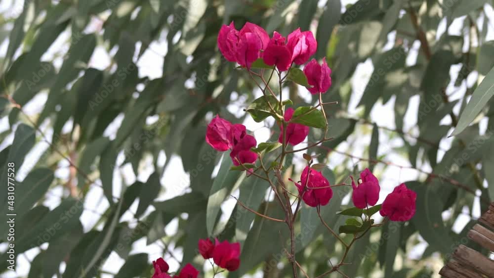 Magenta Bougainvillea swaying in the wind. Eucalyptus tree in the back Magenta Bougainvillea swaying in the wind. Eucalyptus tree in the back