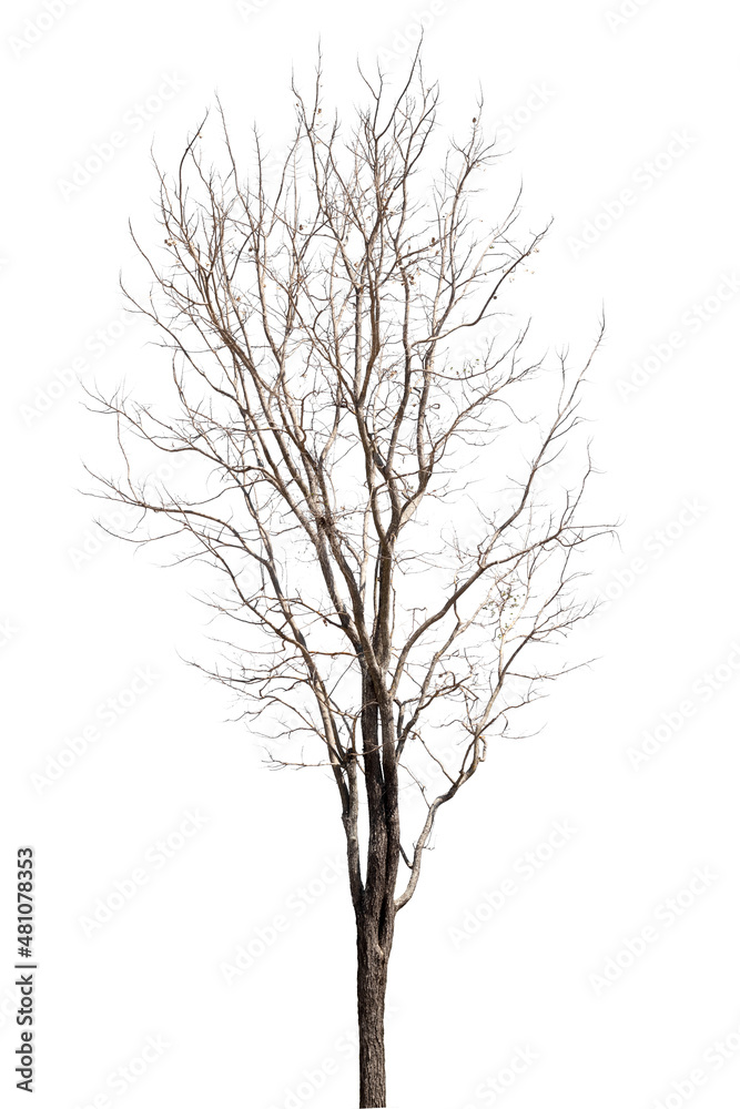 Obraz premium dead trees in thailand isolated on a white background