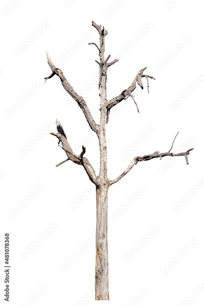 Fototapeta premium dead trees in thailand isolated on a white background
