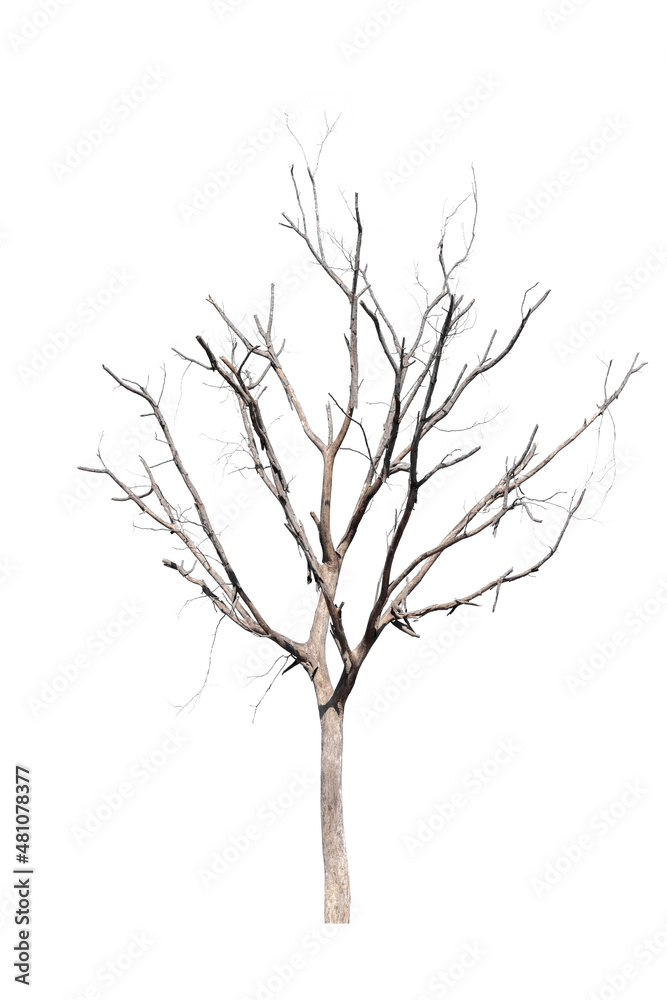 dead trees in thailand isolated on a white background dead trees in thailand isolated on a white background