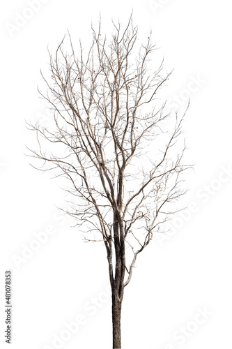 dead trees in thailand isolated on a white background © คเณศ จันทร์งาม