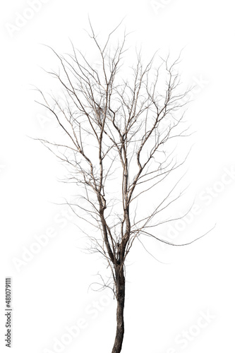 Wallpaper Mural dead trees in thailand isolated on a white background Torontodigital.ca