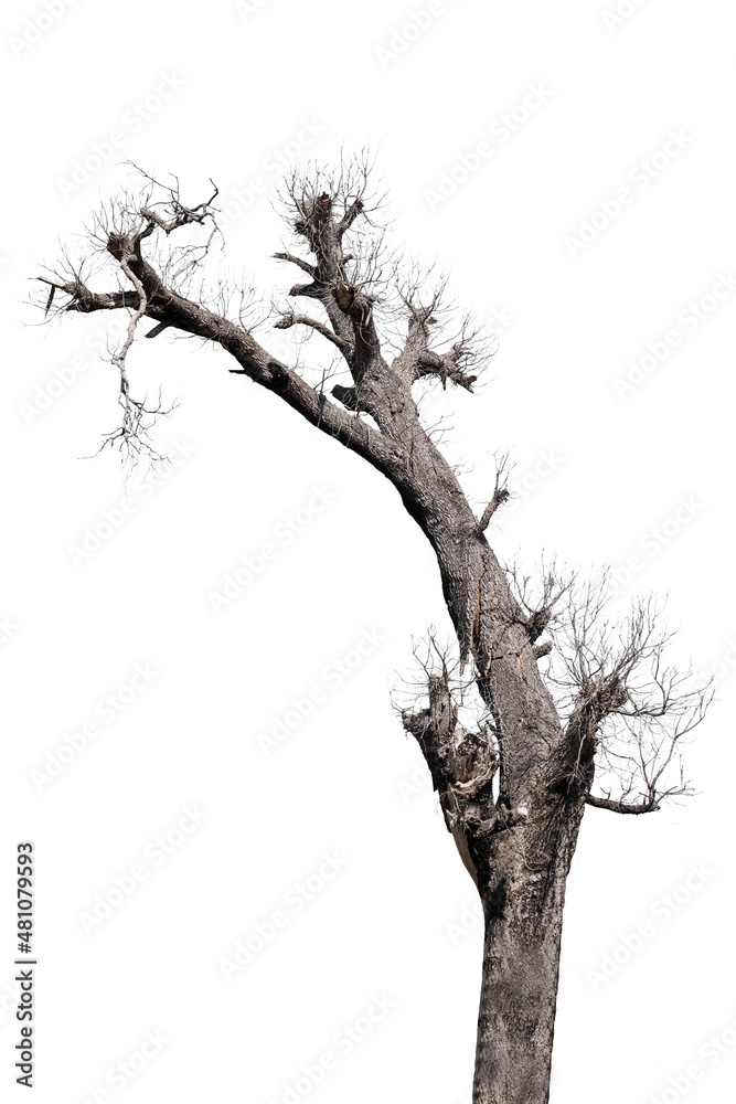 Fototapeta premium dead trees in thailand isolated on a white background