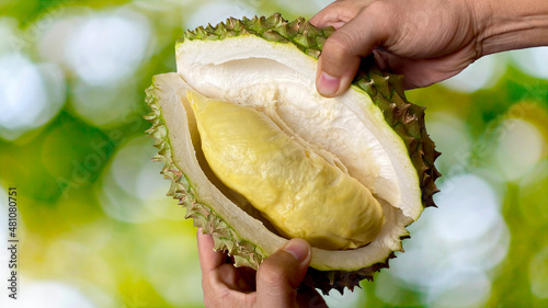 Close up Asian women hand holding durian fruit. Ripe durian. Tasty durian that has been, durian is the king of fruits. Is a famous fruit in Asia.