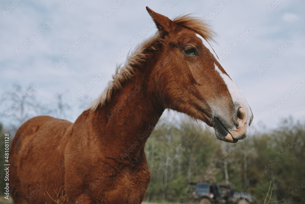 Horse in the field mammal nature animals mammals landscape Horse in the field mammal nature animals mammals landscape