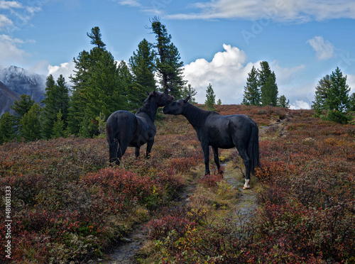 Loose horses in the Tunkinskie ridge mountains Eastern Sayan