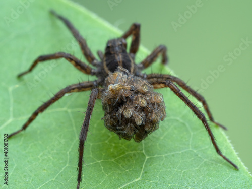 P5280004 close-up of baby spiders being carried on the abdomen of a female wolf spider, genus Pardosa, cECP 2021