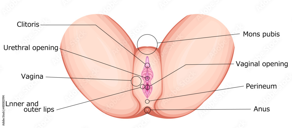 Obraz premium 女性生殖器（外性器）英語