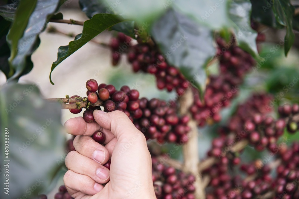 Hand harvesting fresh ripe red coffee bean in Chiangmai Thailand