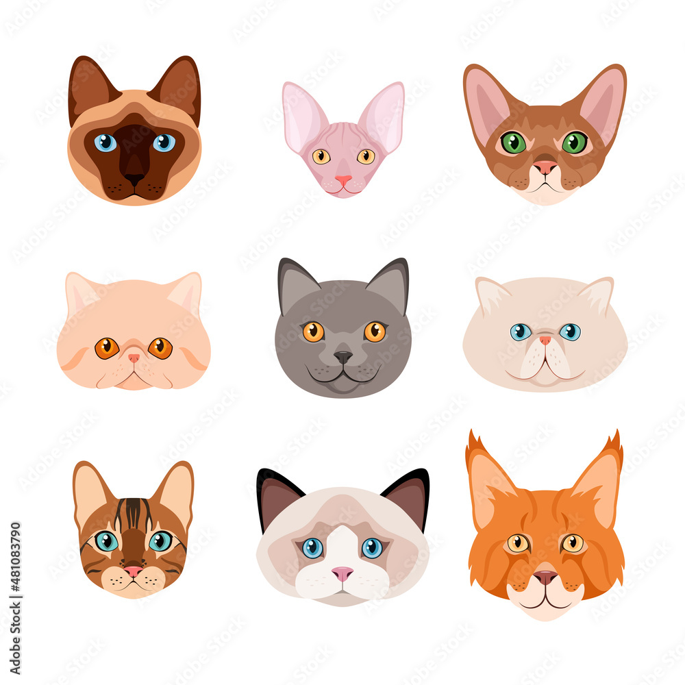 A set of cat heads on a white background. Cartoon design.
