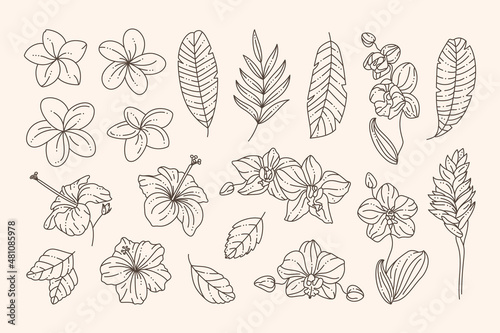 Tropical Flowers Collection Orchids, Hibiscus, Plumeria and Palm Leaves in a Trendy Minimalist Liner Style. Vector