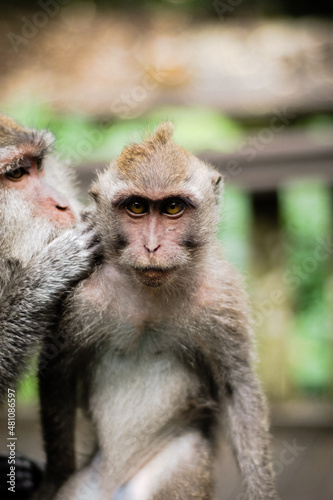 mother and baby monkey, to happines together.  take by Iqbal Hudaya (  IG : iqhuy96) © iqbal