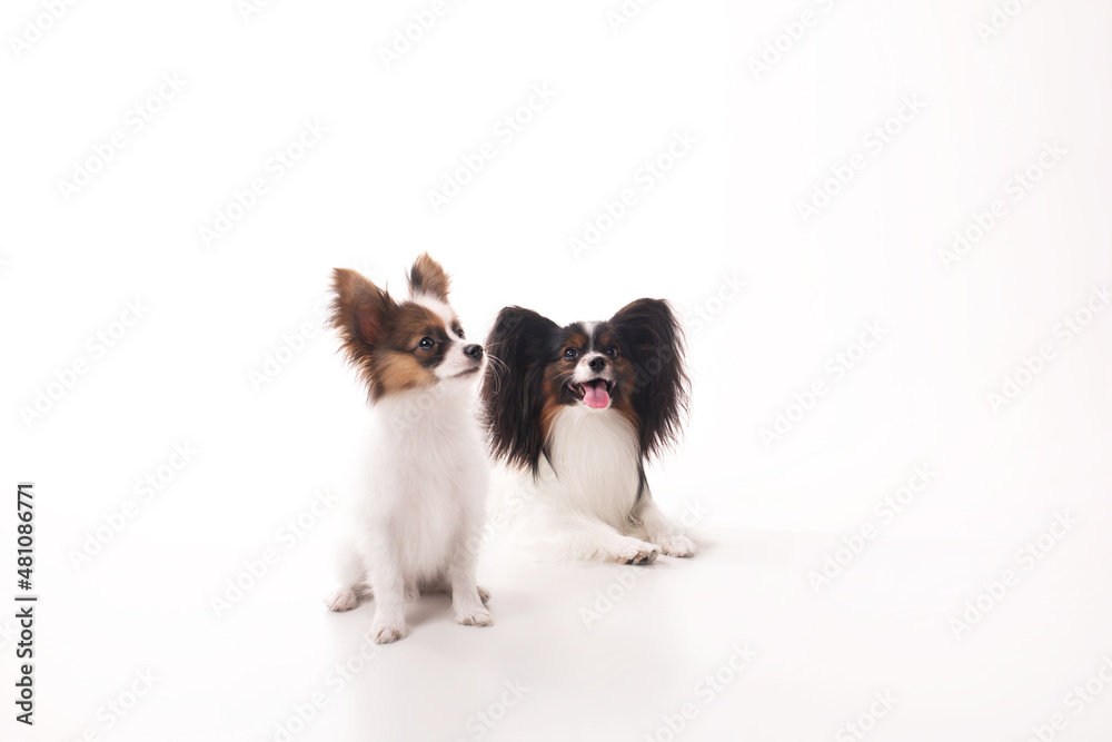 studio portrait of Papillion on white studio portrait of Papillion on white