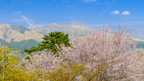 桜
Cherry blossoms
阿蘇山(五岳)を背景に桜と公園風景
Cherry blossoms and park scenery with Mt. Aso (Gogaku) in the background
日本2021年(春)撮影場所：南阿蘇アスペクタ
Japan 2021 (Spring) Location: Minamiaso Aspecta
(九州・熊本県)
(Kumamoto) photo