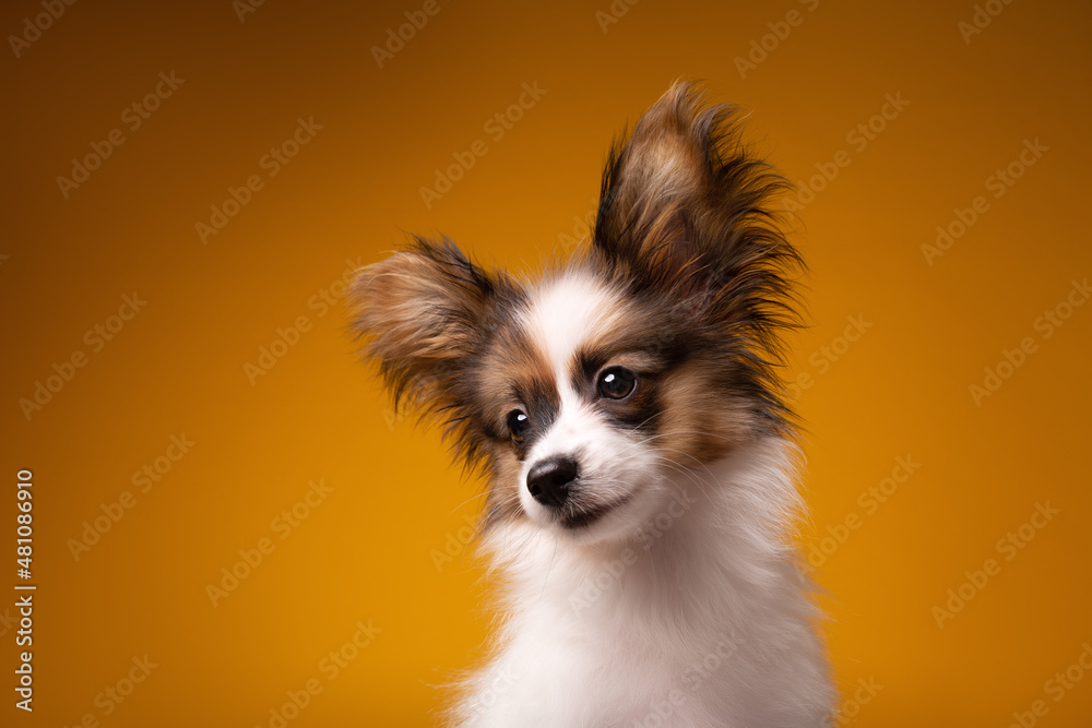 portrait of Papillion puppy portrait of Papillion puppy