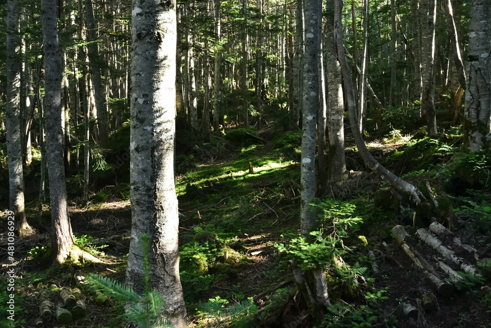 Mountain climbing in summer season Mountain climbing in summer season