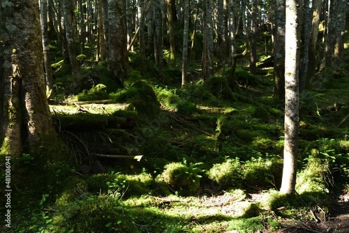 Mountain climbing in summer season