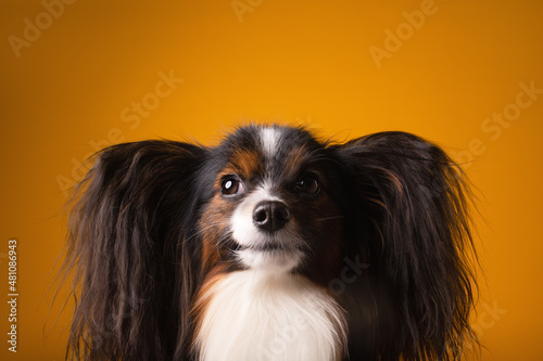 portrait of a black and white dog Papillion  photo