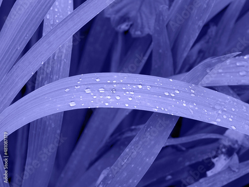 Beautiful close up picture of leaves with drops of water after the rain in the trendy very peri color of the year, selective focus.